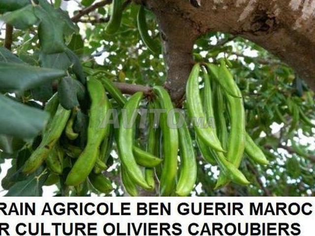 Propriété vente à Ben Guerir, L'Oriental