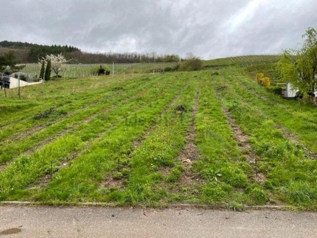 Terrain vente à Bernardvillé, Collectivité européenne d'Alsace