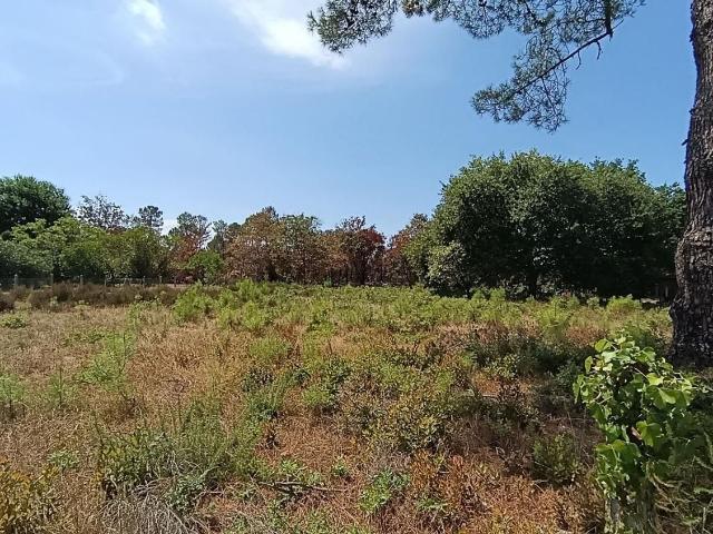 Terrain vente à Millas, Biscarrosse