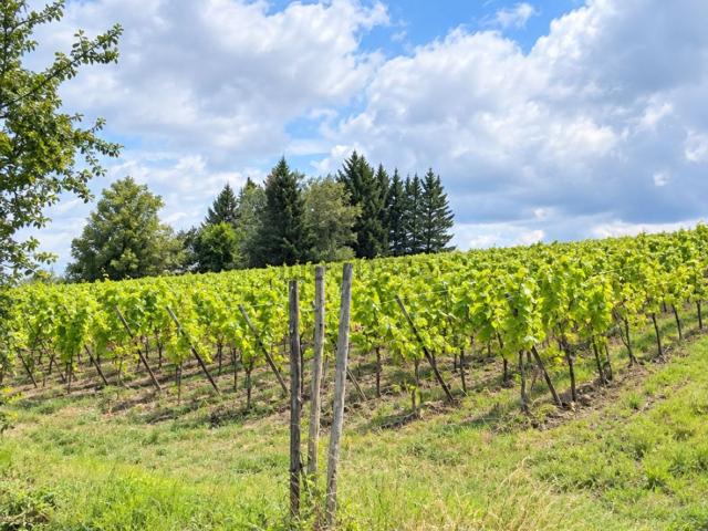 Terrain vente à Dambach-la-Ville, Collectivité européenne d'Alsace