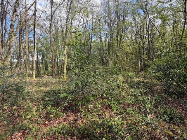 Terrain vente à Bois-le-Roi, Seine-et-Marne