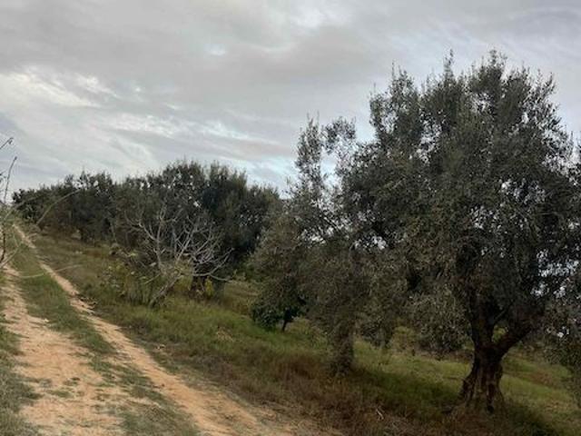 Propriété vente à Beni Khalled