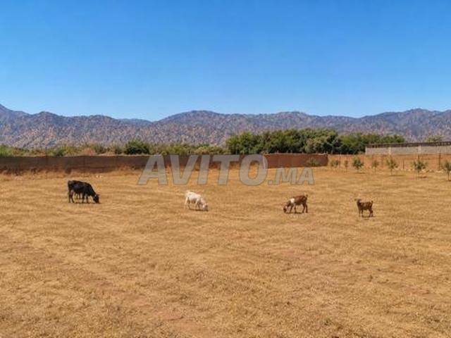 Propriété vente à Agadir, Oued ed Dahab-Lagouira