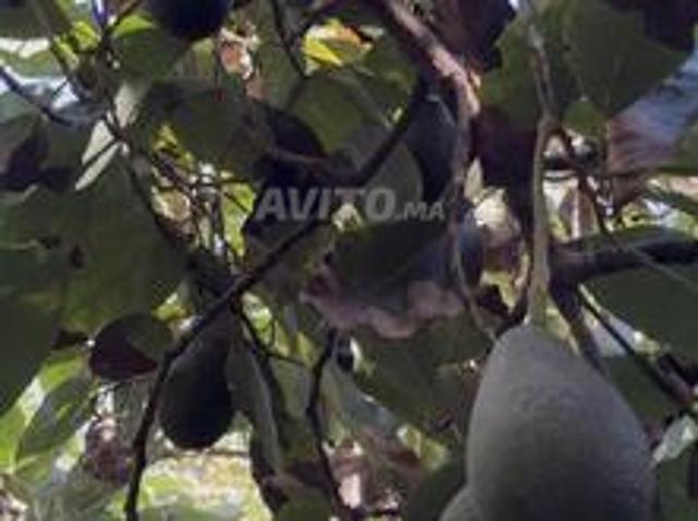 Propriété vente à Gharb-Chrarda-Beni Hssen