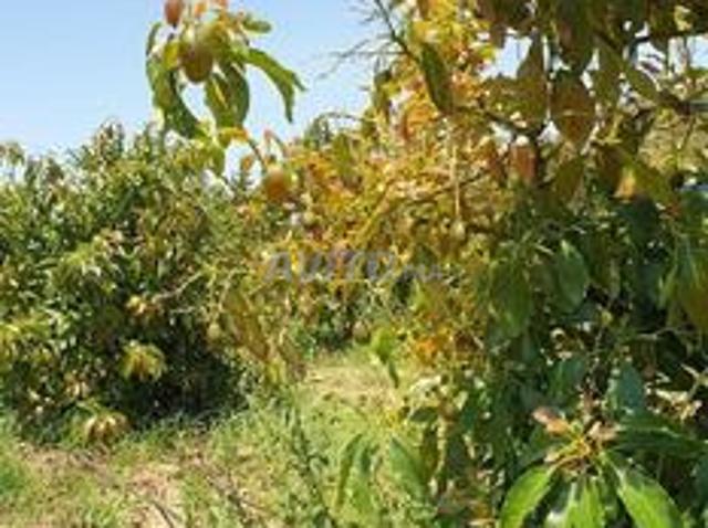Propriété vente à Rissana Janoubia, Tanger-Tétouan
