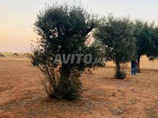 Propriété vente à Sidi Allal El Bahraoui