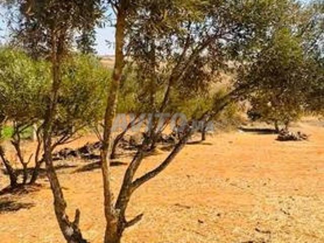 Propriété vente à Sidi Allal El Bahraoui