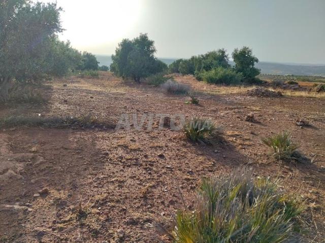Propriété vente à Zaouiat Cheikh