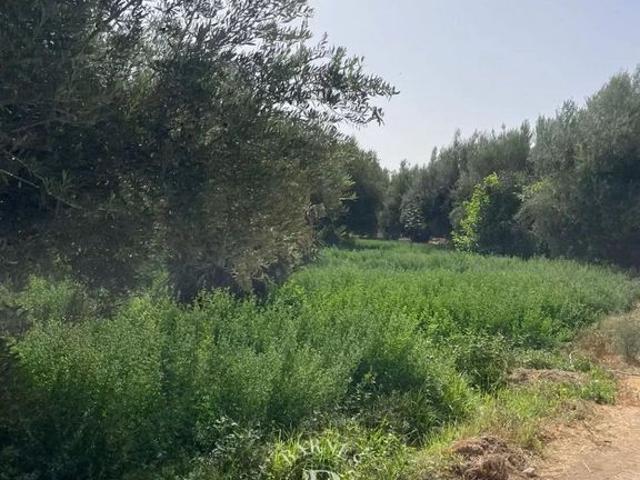 Terrain vente à Marrakech, L'Oriental