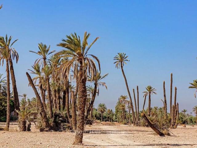 Terrain vente à Marrakech, L'Oriental