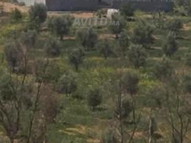 Propriété vente à El Gara, Gharb-Chrarda-Beni Hssen