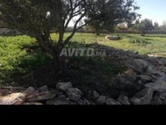 Propriété vente à Essaouira, L'Oriental