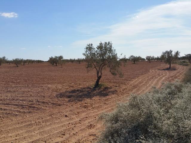 Terrain vente à Djerba - Houmet Essouk