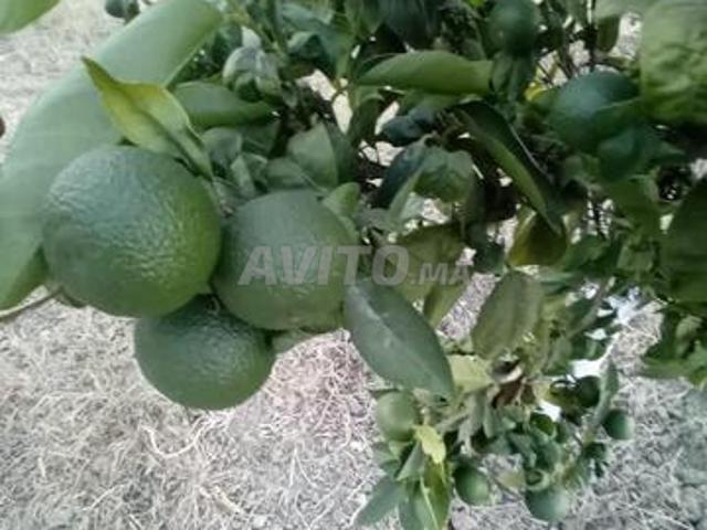 Propriété vente à Assilah, Tanger-Tétouan