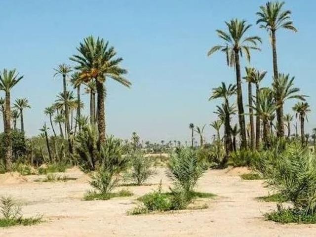 Terrain vente à Marrakech ⵎⵕⵕⴰⴽⵯⵛ مراكش, Préfecture de Marrakech عمالة مراكش