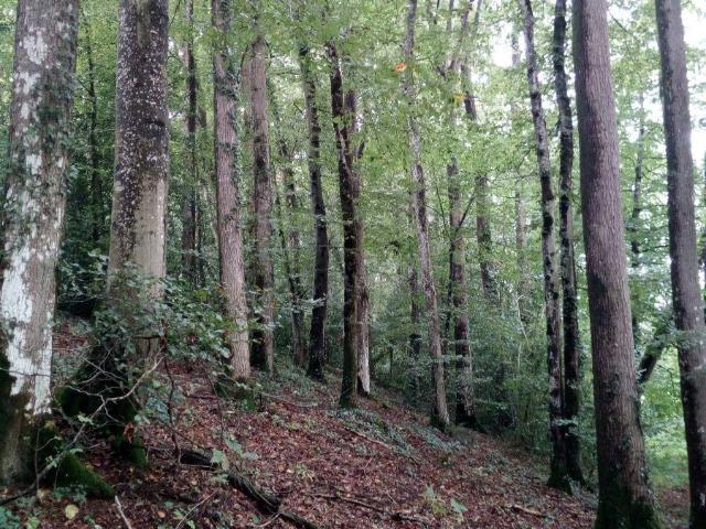 Terrain vente à Mayenne, Saint-thomas-de-courceriers