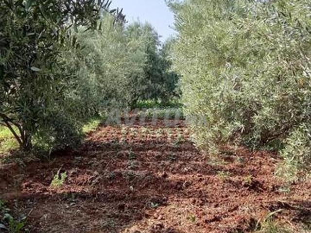 Propriété vente à Ksiba