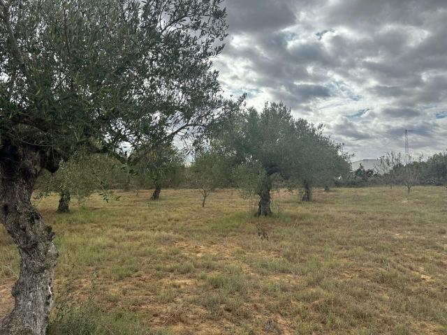 Propriété vente à Fartouna, Beni Khalled