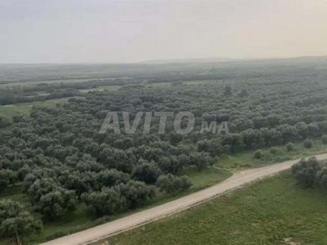 Propriété vente à Taounate