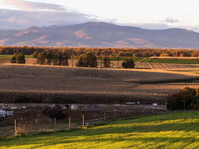 Terrain vente à Galfingue, Collectivité européenne d'Alsace