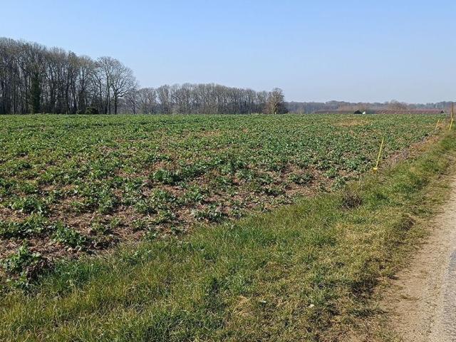 Terrain vente à La Neuville-d'Aumont, La Drenne