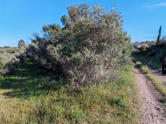 Terrain vente à Les Poutous, La Palme