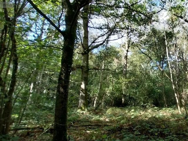 Terrain vente à Le Gros-Theil, Le Bosc-du-Theil