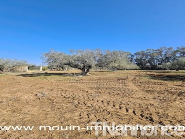 Terrain vente