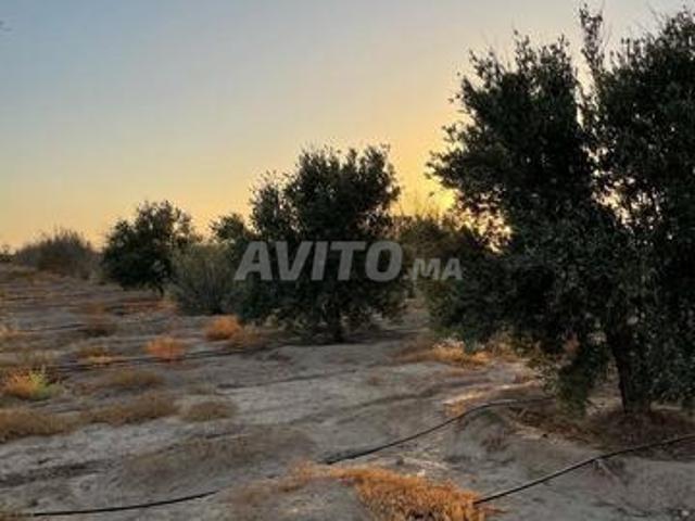 Propriété vente à Agadir, Oued ed Dahab-Lagouira