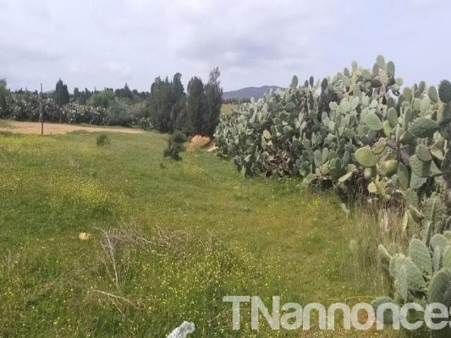 Terrain location
