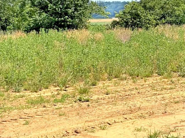 Terrain vente à Pfulgriesheim, Collectivité européenne d'Alsace