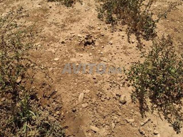 Propriété vente à Berkane