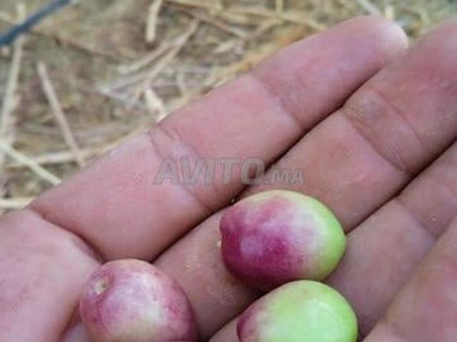 Propriété vente à Er Rachidia