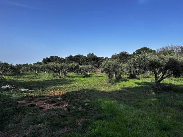 Terrain vente à Saint-Siffret, Gard