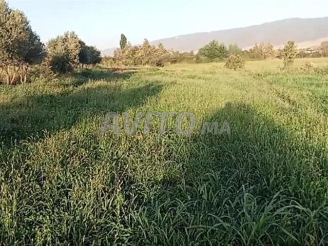 Propriété vente à Azrou
