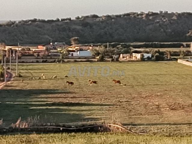 Propriété vente à El Ma, Gharb-Chrarda-Beni Hssen