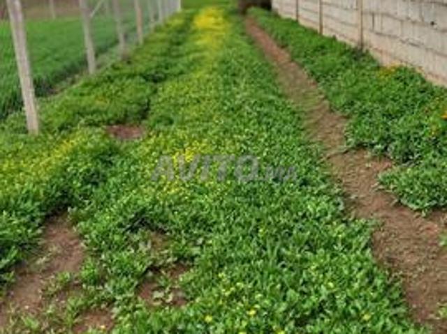 Propriété vente à Témara