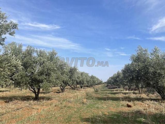 Propriété vente à Al Haouz, L'Oriental