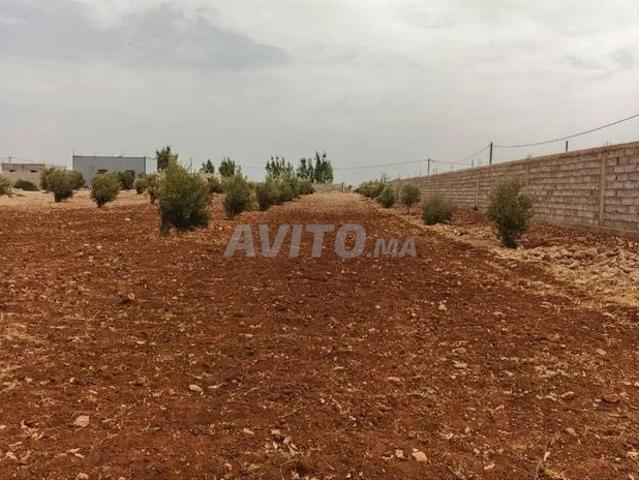 Propriété vente à Saf, L'Oriental