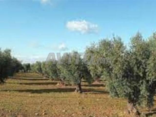 Propriété vente à Laattaouia, L'Oriental