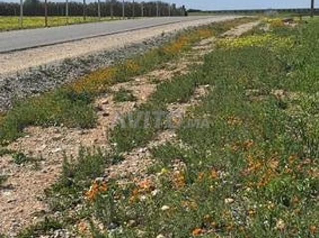 Propriété vente à Sidi Allal El Bahraoui