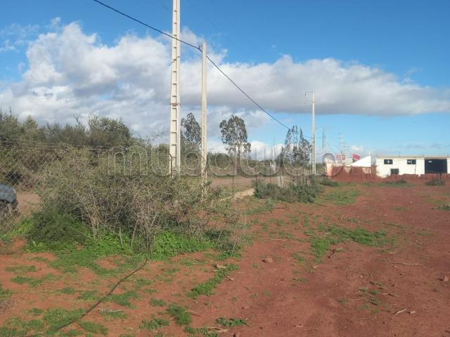 Terrain vente à Oued ed Dahab-Lagouira