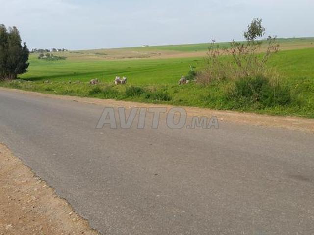 Propriété vente à pachalik d'El Jadida ⵍⵊⴰⴷⵉⴷⴰ الجديدة, Province d'El Jadida إقليم الجديدة