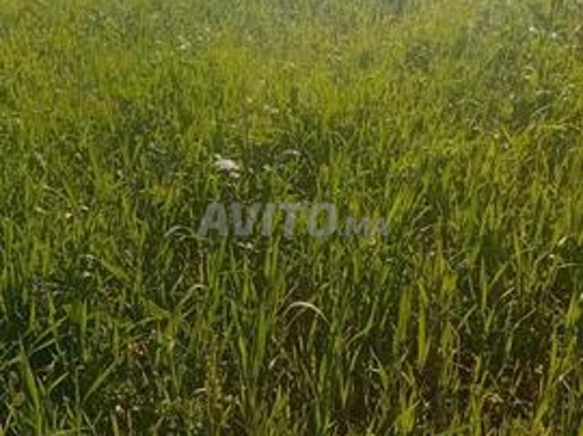 Propriété vente à Derb Omar, Settat