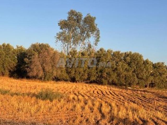 Propriété vente à Al Haouz, L'Oriental