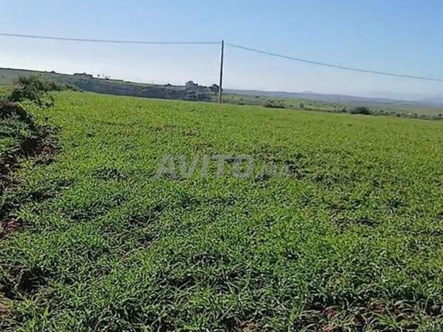 Propriété vente à Nador