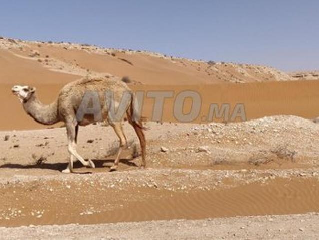 Propriété vente à Guelmim, Guelmim-Es Semara