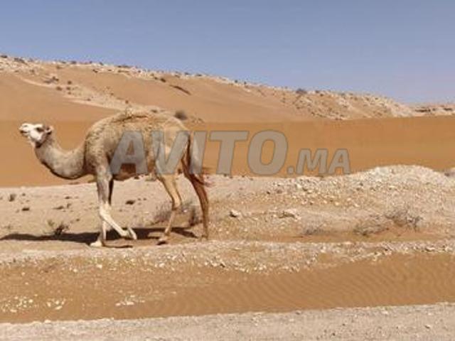 Propriété vente à Guelmim