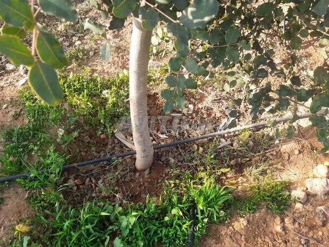 Propriété vente à Tiznit ⵜⵉⵣⵏⵉⵜ تزنيت, Province de Tiznit ⵜⴰⵙⴳⴰ ⵏ ⵜⵉⵣⵏⵉⵜ إقليم تزنيت
