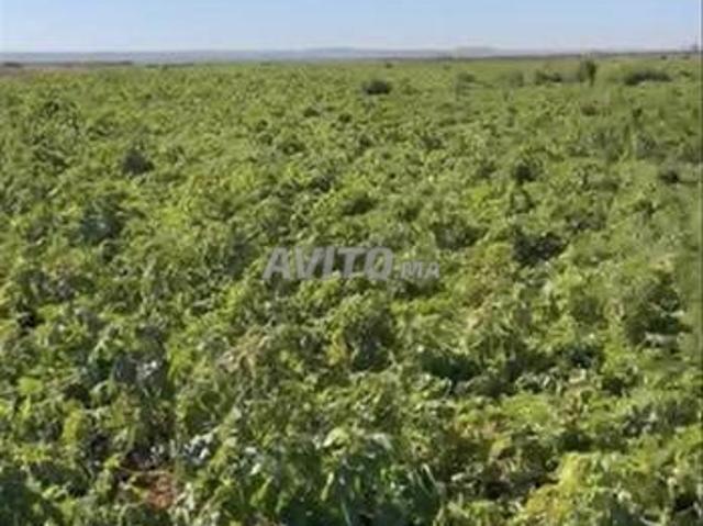 Propriété vente à Anfa, Gharb-Chrarda-Beni Hssen
